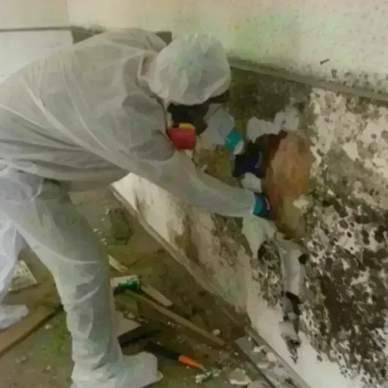 Mold Remediation and Removal in Forest Meadows, CA